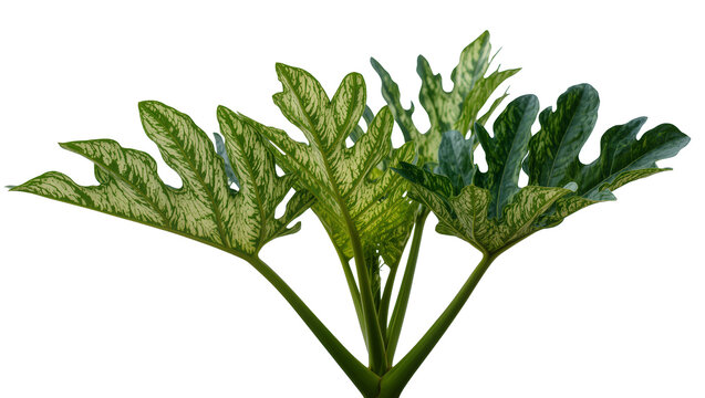 Isolated exotic houseplant showcasing beautiful green and cream patterned large deeply lobed leaves
