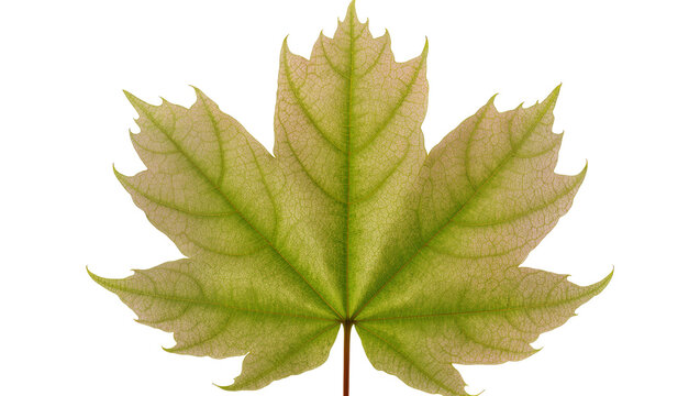 Isolated vibrant green maple leaf showing beautiful autumnal tints and detailed venation