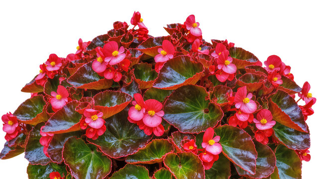 Isolated lush Begonia plant featuring bright red and pink flowers and dark green leaves