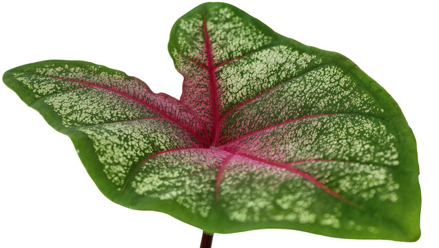 Isolated colorful Caladium plant leaf displaying intricate green, pink, and white patterns