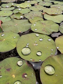 Gotas de lluvia sobre hoja 