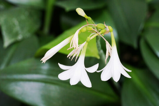 Close-up of the delicate white flowers of an Amazon lily (Urceolina amazonica, formerly Eucharis amazonica)