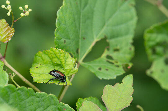 Japanese beetle eating leaf