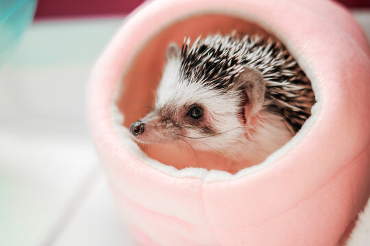  exotic pet care. African Pygmy Hedgehog Resting Inside Soft Pink Pet Bed.Atelerix albiventris relaxing inside a warm plush sleeping house designed for pets