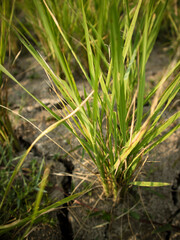 Obraz premium Detail of the texture of the color of the leaves of rice plants that are dry due to lack of water during the long dry season.