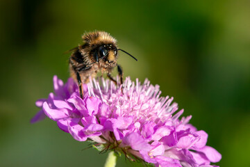 a Common Carder Bumblebee (Bombus pascuorum) visiting a pink scabious flower. © Wildwatertv