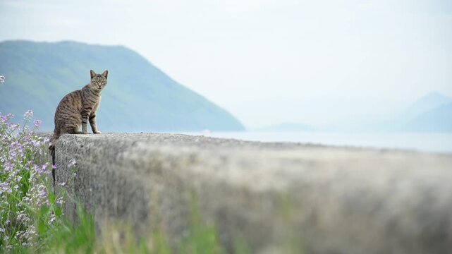 ハマダイコンの花が咲く佐柳島でくつろぐキジトラ猫 （香川県仲多度郡多度津町, 2026年4月）