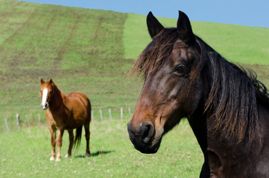 Two horses standing together in a lush green paddock on a horse farm, showcasing the peaceful beauty of rural life and equestrian care. The image represents animal welfare, farming, open pastures, and