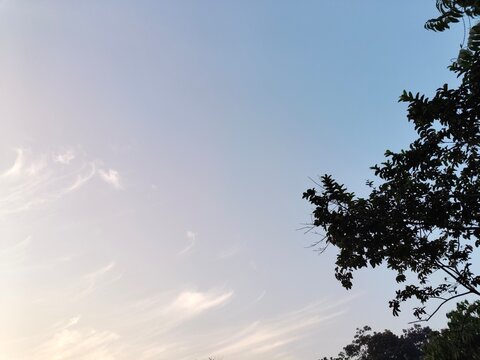 Beautiful Sunrise Sky with Cirrus Clouds and Tree Silhouette at 6:30am