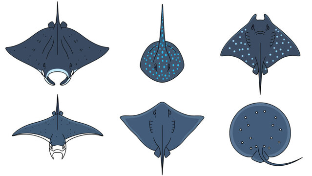 Collection of six different types of rays, illustrated from top view.