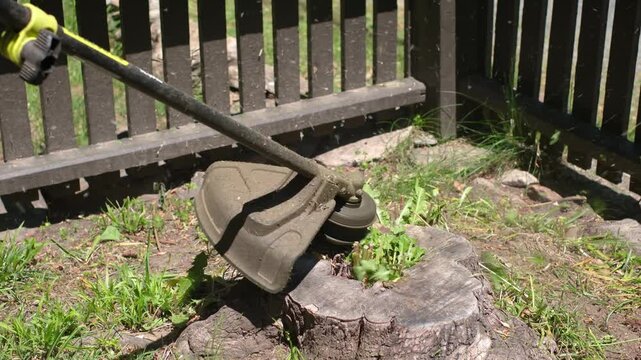 Trimming dandelions in the backyard with a string trimmer