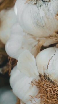 Close-up of fresh organic white garlic bulbs
