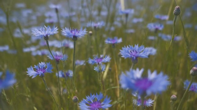 Field of thousands blue flowers swaying gently in the summer breeze