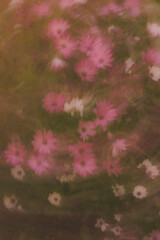 Obraz premium pink flower background