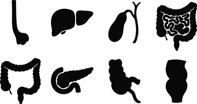 Human digestive system internal organs solid black icon set featuring liver intestines pancreas and gallbladder