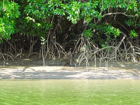 Propagules that fall into the mud and develop into new seedlings represent a process of natural succession within the mangrove ecosystem.