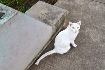 White cat sitting outdoors on concrete pavement © Jaman