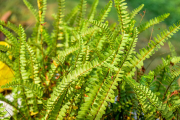 green fern leaf © Jaman