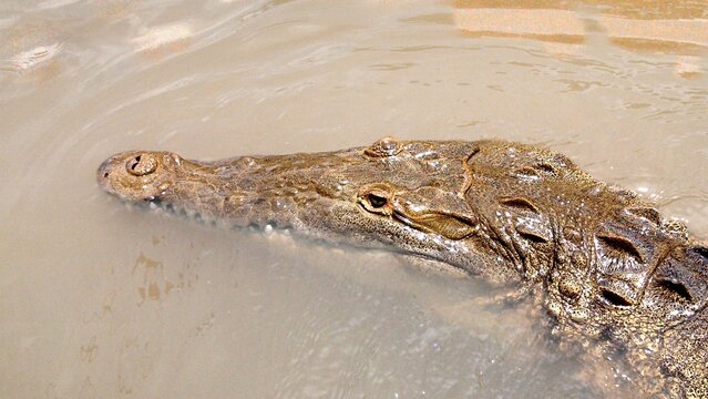 crocodile in the water
