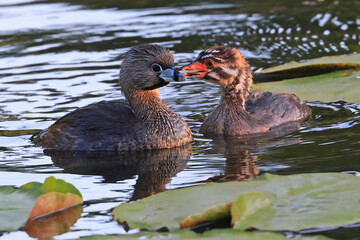 Pied-billed grebe mother with chick floating on the lake water, Montreal, Canada © vlad_g
