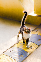 Calico cat walking on a speed bump outdoors © Jaman