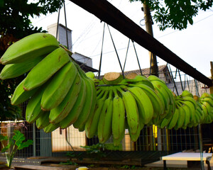 Bunches of raw green bananas hanging outdoors © Jaman