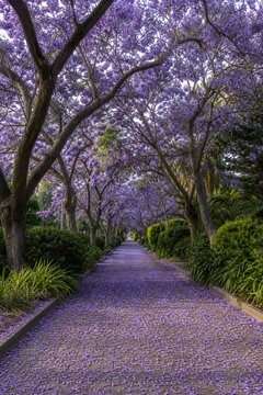 Purple Jacaranda Petals Cover Peaceful Pedestrian Path Beneath Blooming Trees In Serene Spring Light Photography