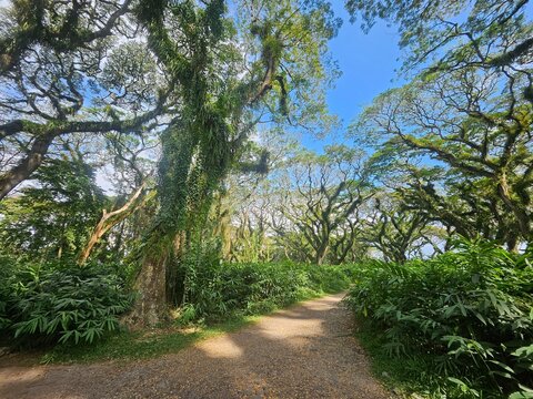 a lush green forest of ancient, moss-covered rain trees with spreading canopies, resembling a mystical fairytale woodland in Indonesia.