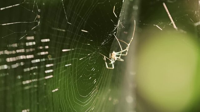 Tokyo, Japan - July 29, 2026: Closeup of a spider building a web in the Morning