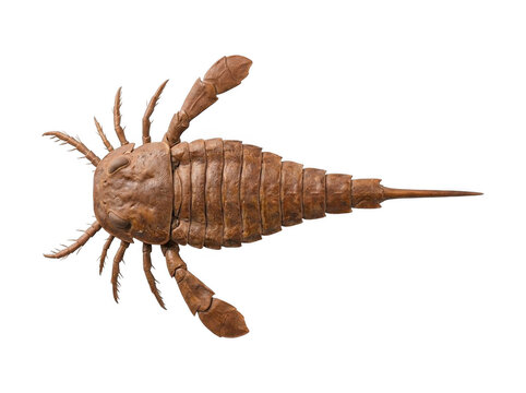 Detailed ancient eurypterid sea scorpion fossil isolated on white background with eurypterid scorpion prehistoric