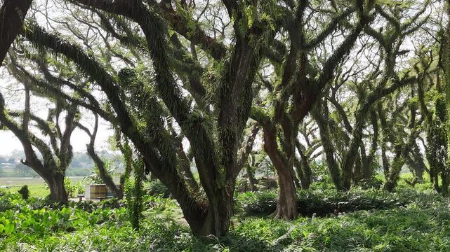 a lush green forest of ancient, moss-covered rain trees with spreading canopies, resembling a mystical fairytale woodland in Indonesia