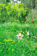 Patrinia scabiosifolia and hibiscus flowers growing in a natural meadow © Joji Watanabe