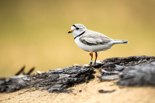 Great Lakes piping plover on a Lake Superior beach.