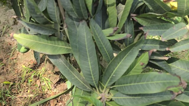 Tropical mango tree leaves in a sunny orchard, lush green foliage of Mangifera indica, organic fruit farm plantation background