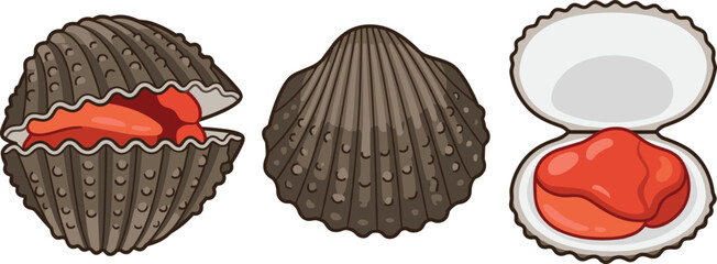 Vector illustration set of fresh blood clam cockles featuring a closed textured shell slightly open shell and a fully open cockle displaying bright red meat isolated on white background. © mdnazrul