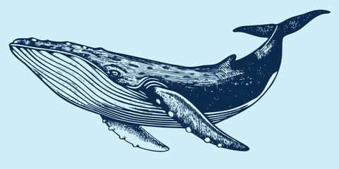 Blue Line Drawing Of A Whale Detailed Engraving Style Illustration © Indira