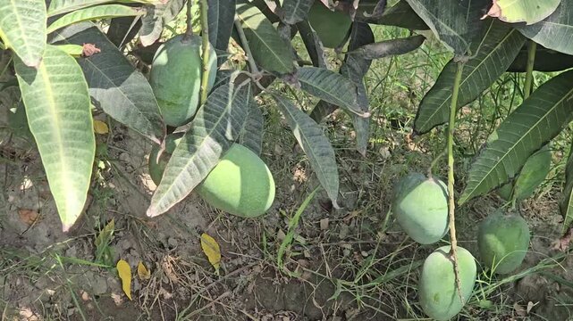 Green mangoes hanging on tree branches, fresh raw tropical fruit in organic orchard, unripe mango cultivation in sunny garden