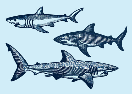 Three Shark Species Illustration Detailed Engraving Style