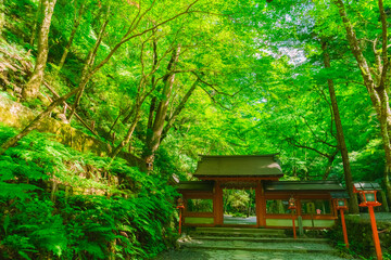 Fototapeta premium 貴船神社 京都 夏 [Kyoto Kifune Shrine]