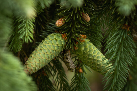 Macro shot of pinecones in a tree