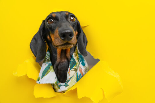 Black dachshund dog in hawaiian shirt with funny face breaking through torn yellow paper hole, wide angle view of comical pet peeking through bright background, summer holiday banner concept.