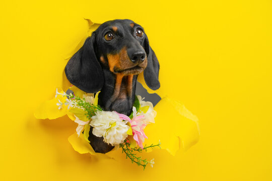 Black dachshund dog with gentle spring flowers breaking through torn yellow paper hole, tender pet peeking through bright background, delicate floral concept for spring greeting banner