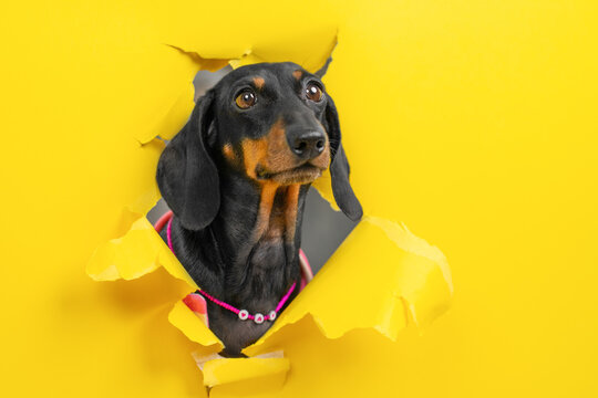 Black dachshund dog in pink beaded collar breaking through torn yellow paper hole, curious pet peeking through bright background, creative breakthrough concept for banner or poster.