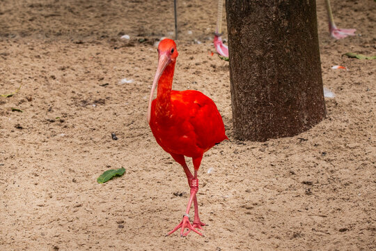 Eudocimus ruber (Guar&aacute;)