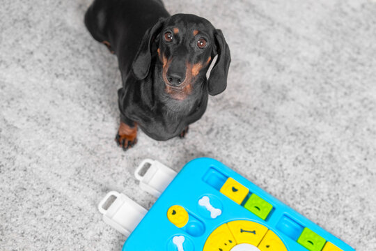 Attentive dachshund dog seated on a gray floor gazing upward with a bright puzzle toy nearby during an indoor brain game session