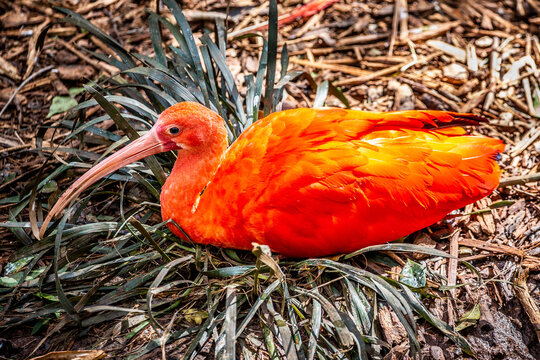Eudocimus ruber (Guar&aacute;)