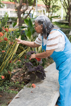Senior woman gardening in overalls touching leaves