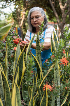 Mature woman pruning ixora plants in garden outdoors