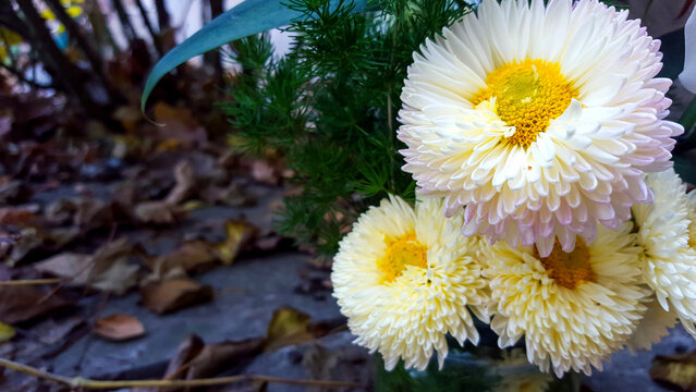 Fresh white and yellow aster flowers in autumn garden