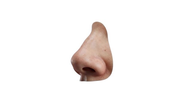 A detailed 3D render of a realistic human nose isolated on a clean white background. Suitable for medical infographics, plastic surgery presentations, and health-related videos.